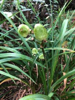 Green bulbs grow off of stalks.