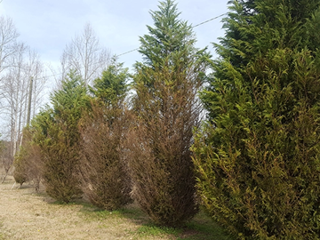 imageo of diseased leyland cypresses