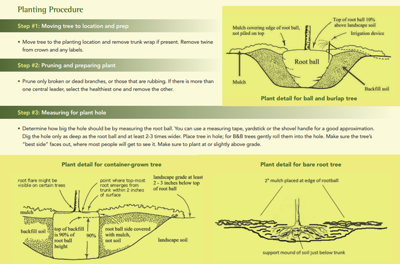 planting guid for leyland cypress