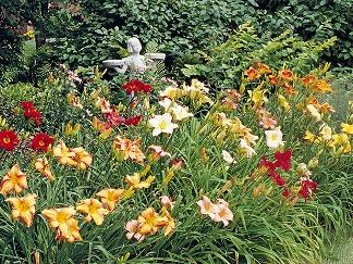 Bed of multicolored daylilies with a small garden statue in the background