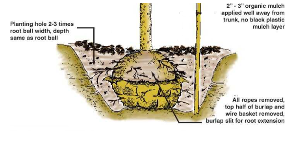 image of how to plant trees