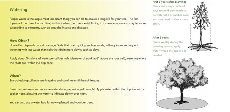 image of how to care for trees