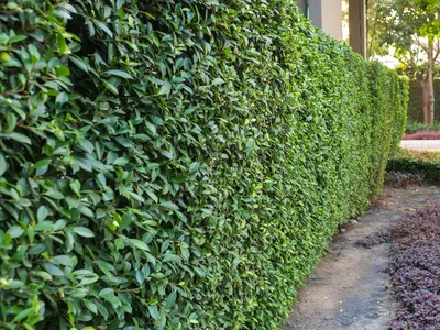 Privacy Screening, How to Make a Privacy Screen, Privacy Screen and Nature, What to Build to Hide Neighbors Yard, Hide Neighbors House