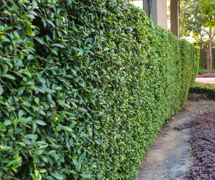 Privacy Screening, How to Make a Privacy Screen, Privacy Screen and Nature, What to Build to Hide Neighbors Yard, Hide Neighbors House