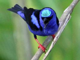 Bright blue and black bird with turquoise crown perched on diagonal branch, beak open
