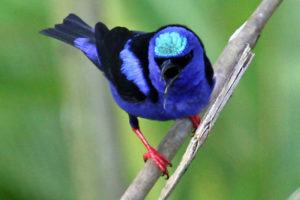 Bright blue and black bird with turquoise crown perched on diagonal branch, beak open