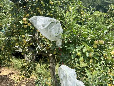 Bagged Apple Tree for Residue Study