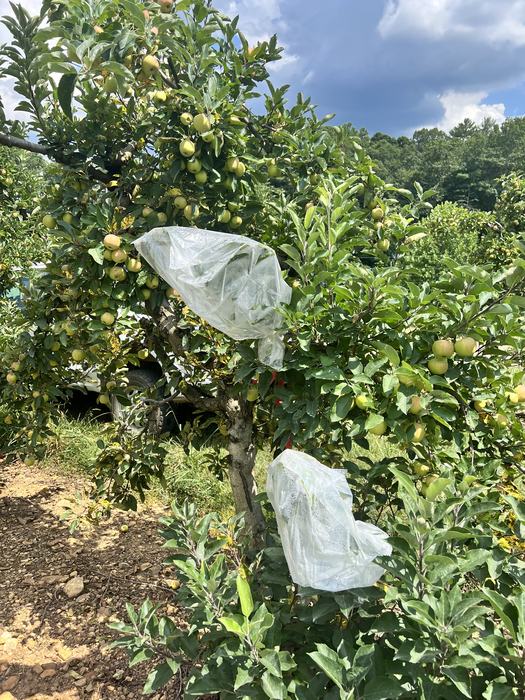 Bagged Apple Tree for Residue Study