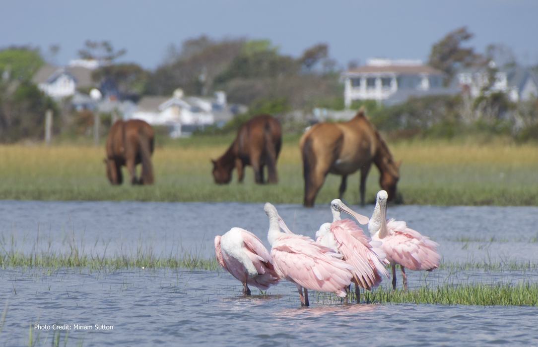 Roseates in the water with horses in the background. 