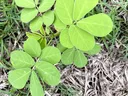 Young plant with clusters of rounded green leaflets growing among grass and dried grass