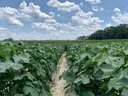 cotton - hertford county