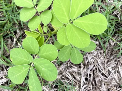 Young plant with clusters of rounded green leaflets growing among grass and dried grass