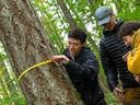 Three people measuring a tree's circumference with a yellow tape in a forest