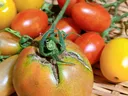 Cracks on Tomato