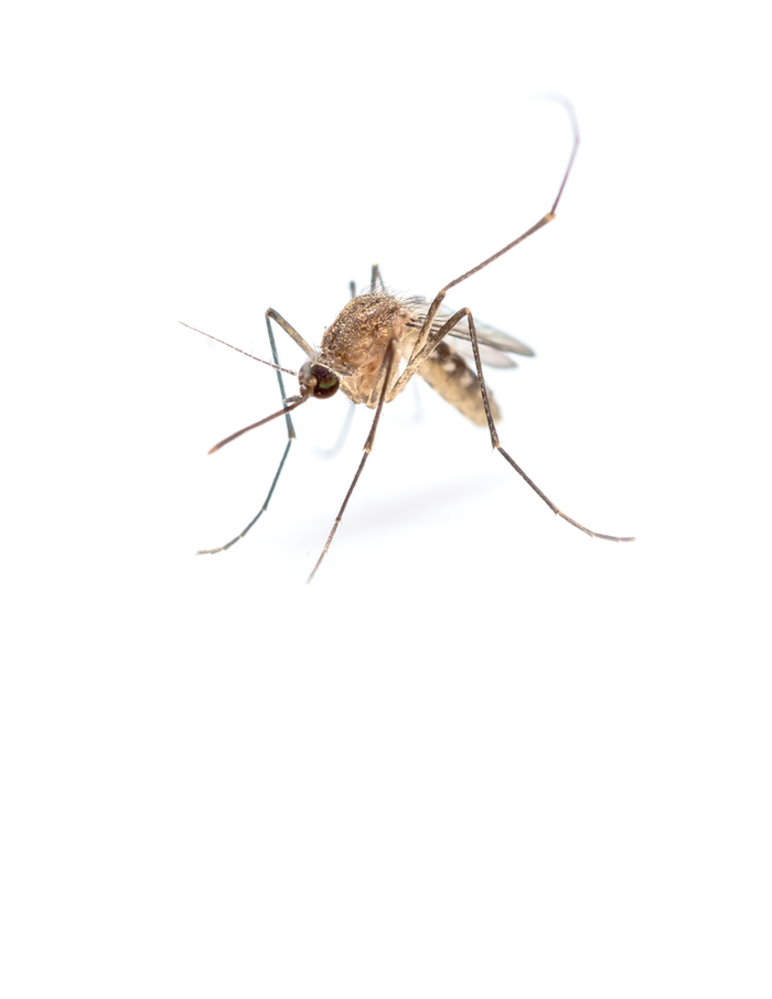 mosquito