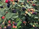 Blackberries at various ripening stages on leafy bramble canes