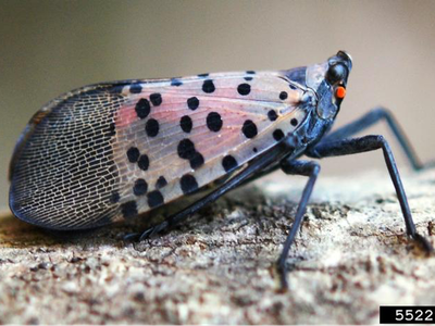 Adult spotted lanternfly usually keep their wings folded in. Wings are transparent with black dots.