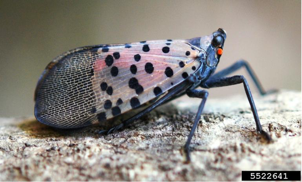 Adult spotted lanternfly usually keep their wings folded in. Wings are transparent with black dots. 