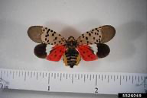 With their wings expanded spotted lanterfly are colorful insects with red, white, and black markings and black dots all over. 