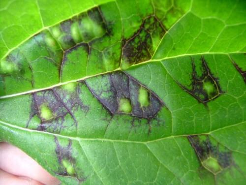 bacterial spots are bordered by veins