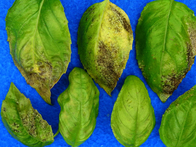seven leaves of basil with yellowing and brown spores