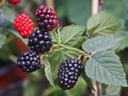 Cluster of ripe and unripe blackberries on a leafy stem