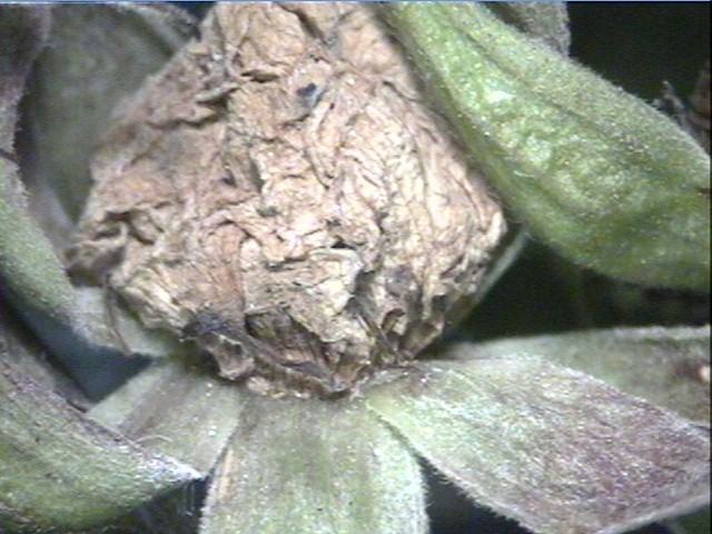botrytis blight 
