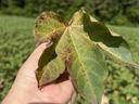 Hand holding a large green leaf with brownish spots and mottling against field background