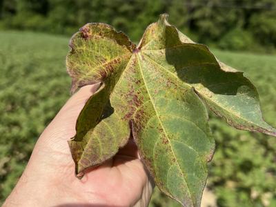 Hand holding a large green leaf with brownish spots and mottling against field background
