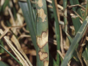 image of brown patch lesions in fescue