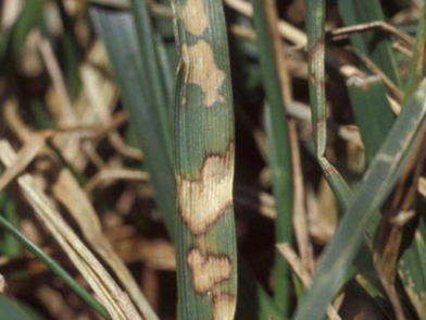 image of brown patch lesions in fescue