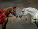 Two horses face each other; chestnut with red flower garland, gray with white garland.