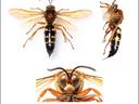 pictures of cicada wasps