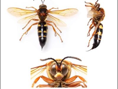 pictures of cicada wasps