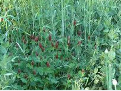 Flowering plants in a thicket of green plants.