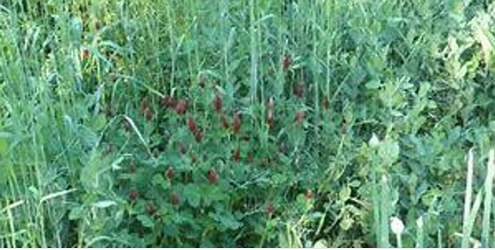 Flowering plants in a thicket of green plants.