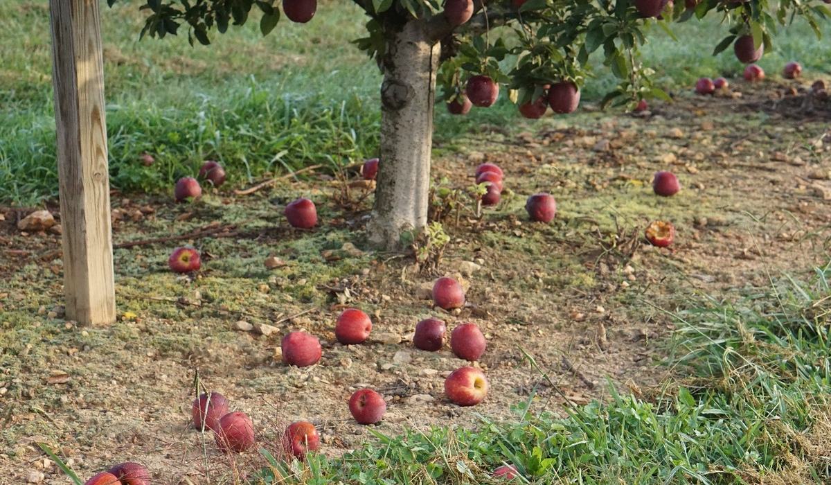 Using PGRs to Manage Apple Preharvest Drop, Fruit Maturity, and Harvest ...
