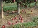 Preharvest fruit drop of 'Red delicious' apples laying on the ground under a tree.