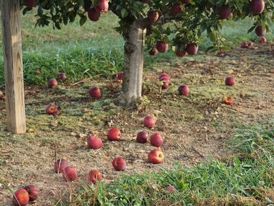 Preharvest fruit drop of 'Red delicious' apples laying on the ground under a tree.