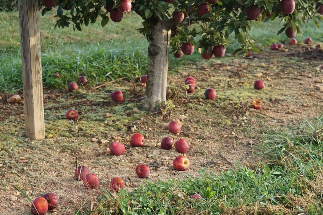 Preharvest fruit drop of 'Red delicious' apples laying on the ground under a tree.