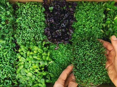 Hands holding a tray of mixed microgreens in a cardboard box