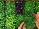 Hands holding a tray of mixed microgreens in a cardboard box