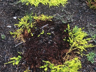 creeping jenny disease