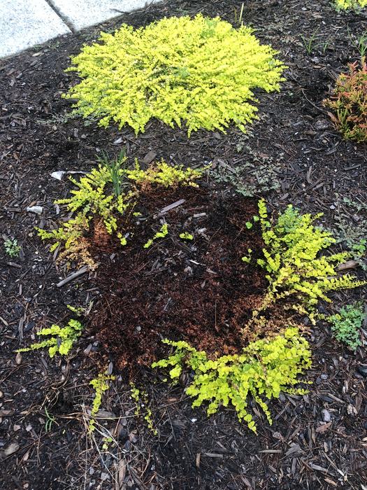 creeping jenny disease