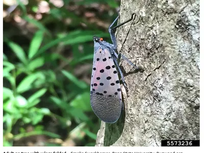Adult Lantern fly on a tree with wings folded. It is a grey and light brown bug with long thin legs and spotted wings that become striated towards the ends.