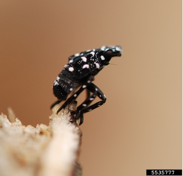 Spotted lanterfly appears as a small black insect with black dots as a nymph. 