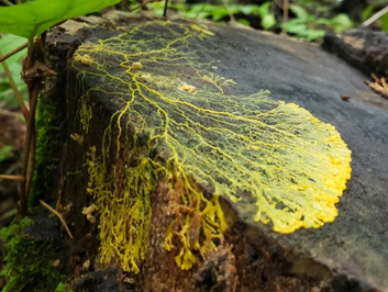 image of creeping slime mold