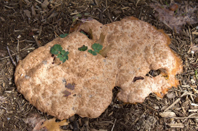 image of dried dog vomit slime mold in mulch