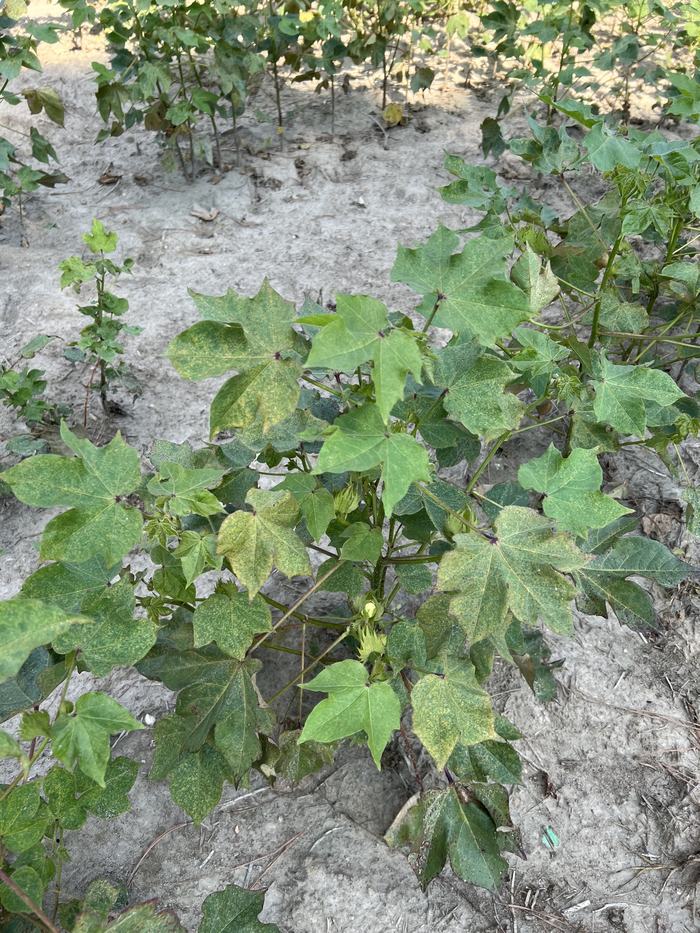 Cotton plants with green and yellow leaves. 