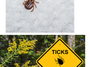 ticks ahead